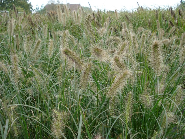 Pennisetum alopecuroides 'Hameln'